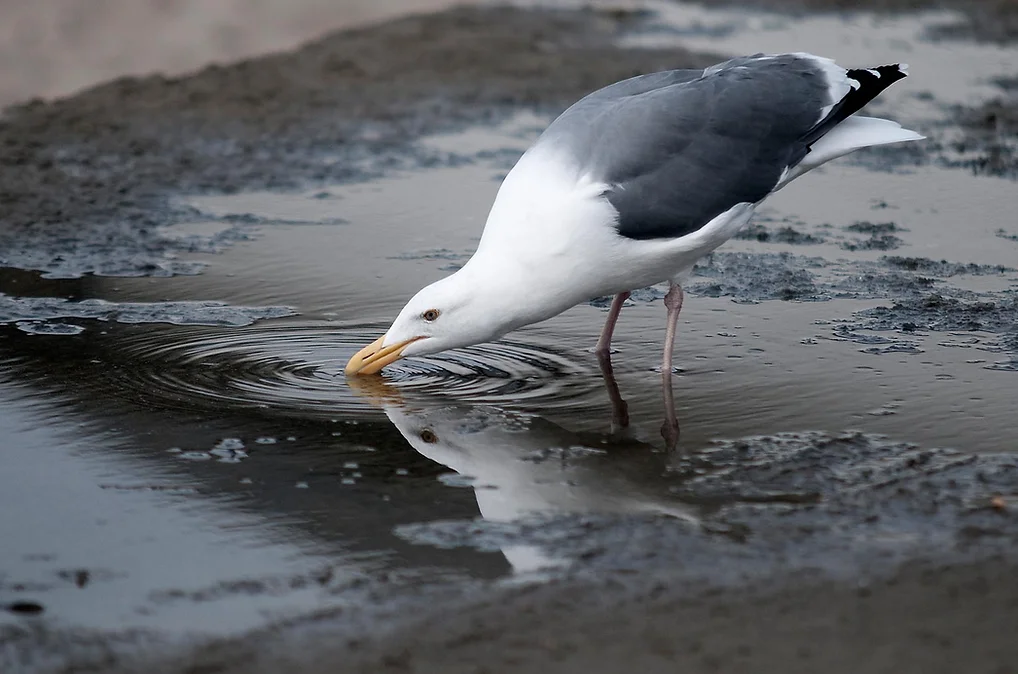 Gaviota bebiendo